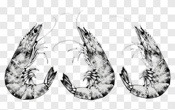 Illustration Of Three Shrimp PNG