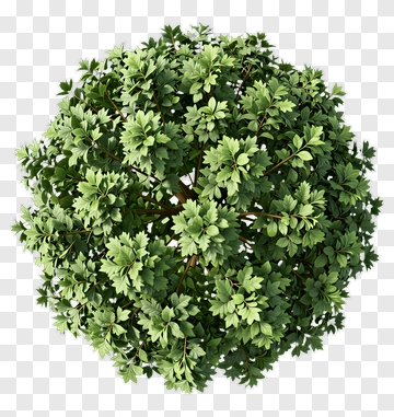 Green Tree PNG
