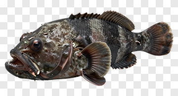 Realistic Fish PNG