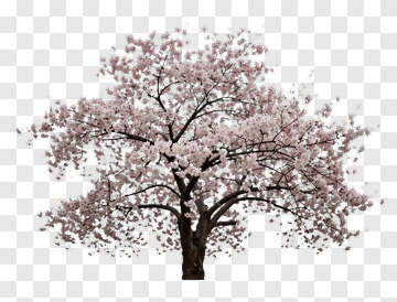 Pink Cherry Blossom Tree PNG