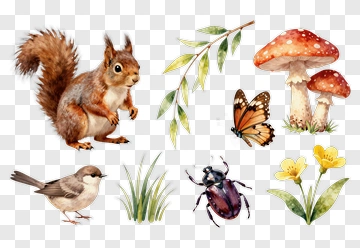 Squirrel With Nature Elements Including Flowers And Insects PNG