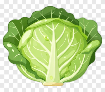 Cartoon Cabbage PNG