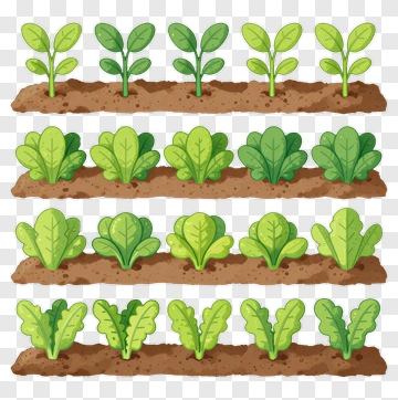 Colorful Lettuce Growing In Rows PNG
