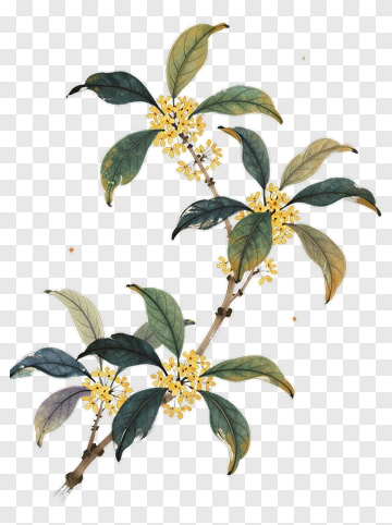 Flowering Branch With Leaves PNG