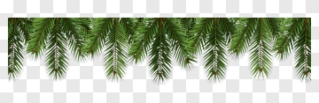 Pine Tree Branches PNG