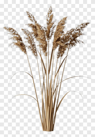 Pampas Grass Arrangement PNG