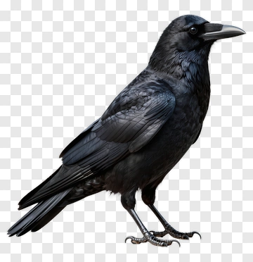 Realistic Black Raven PNG