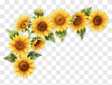 Sunflower Bouquet PNG