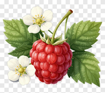 Raspberry With Flowers And Leaves PNG