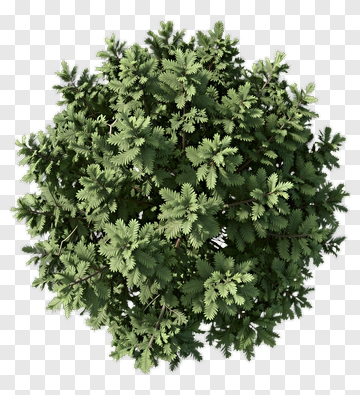Green Tree PNG