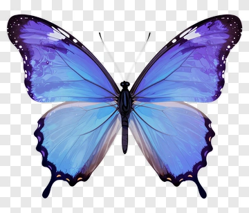 Blue Butterfly PNG