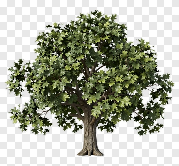 Realistic Green Tree PNG