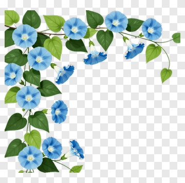 Blue Morning Glory Flowers With Green Leaves PNG