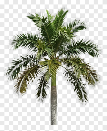 Palm Tree PNG