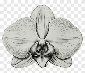 Black And White Orchid Flower Illustration PNG