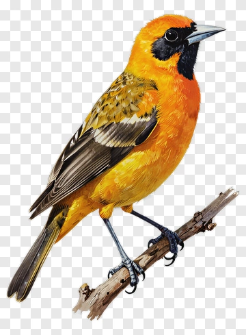Colorful Bird Perched On A Branch PNG