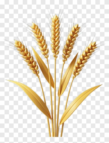 Golden Wheat Bunch PNG