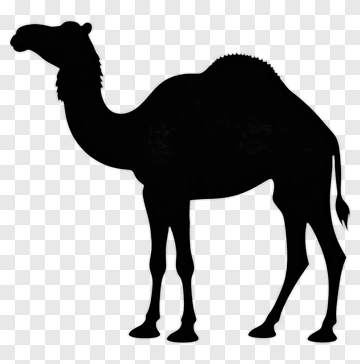 Silhouette Of A Camel PNG