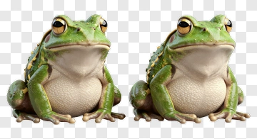 Realistic Frog PNG