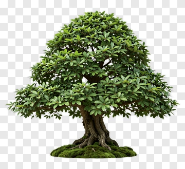 Green Tree With Lush Foliage PNG