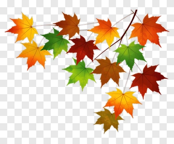 Colorful Maple Leaves PNG