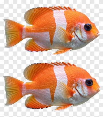 Orange Fish With White Stripes PNG