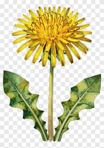 Yellow Dandelion Flower PNG
