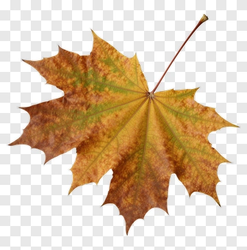 Autumn Maple Leaf PNG