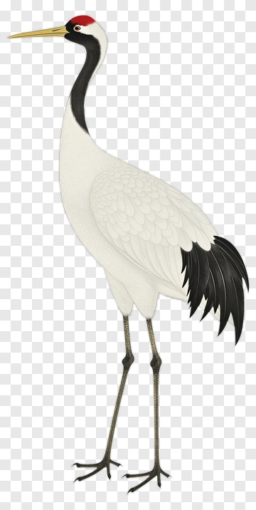 Elegant Crane Bird PNG