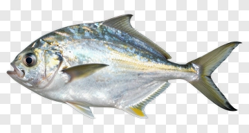 Silver Fish PNG