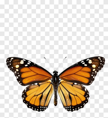 Monarch Butterfly With Orange And Black Wings PNG