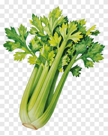Fresh Celery Stalks With Green Leaves PNG