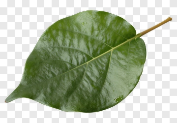 Green Leaf PNG