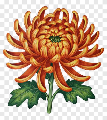 Colorful Chrysanthemum Flower PNG