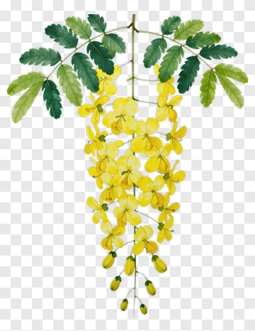 Yellow Flowering Branch With Green Leaves PNG