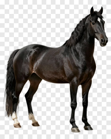 Black Horse PNG