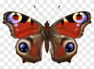 Peacock Butterfly With Colorful Wings PNG