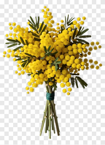 Yellow Mimosa Flower Bouquet PNG