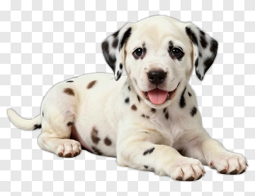 Dalmatian Puppy Lying And Smiling PNG