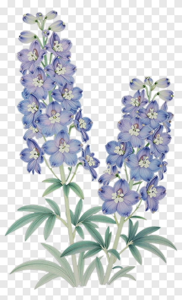 Delphinium Flowers Illustration PNG