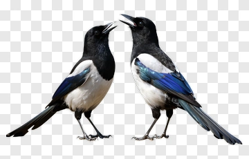 Magpies Interacting PNG