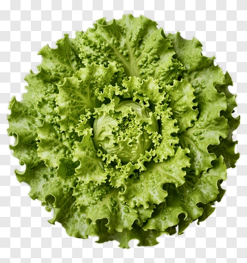 Fresh Green Lettuce PNG