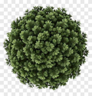 Green Bush PNG