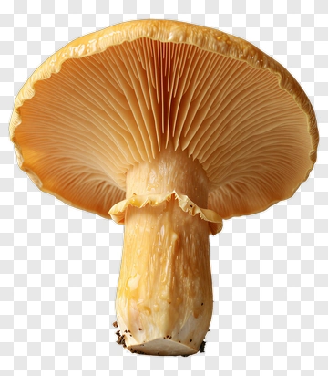 Mushroom With Yellow Cap And Gills PNG
