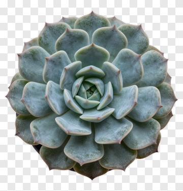 Succulent Plant PNG