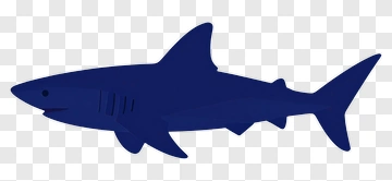 Stylized Shark Illustration PNG