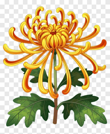 Colorful Chrysanthemum Flower PNG