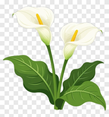Calla Lily Flowers PNG