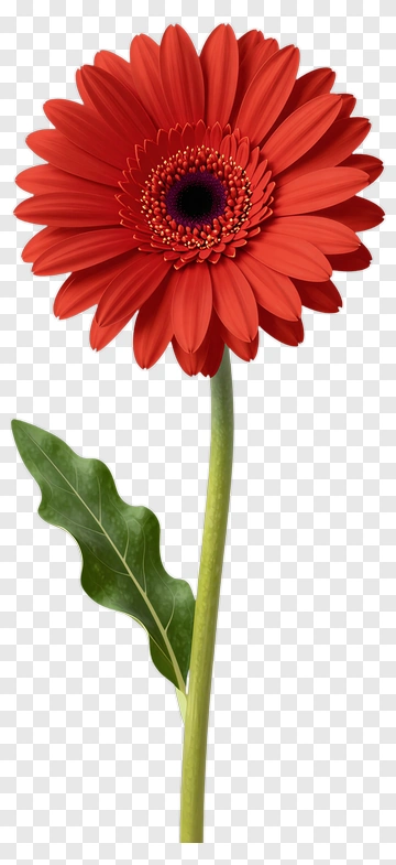 Red Gerbera Daisy Flower PNG