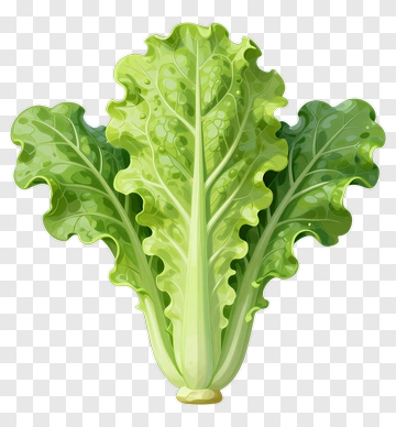 Fresh Lettuce PNG